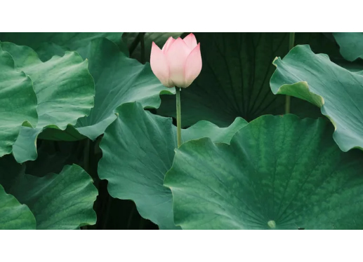 无动力除尘/脉冲布袋除尘器厂家zoty中欧科技-夏至 ▏正是人间好时节